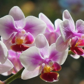 phalaenopsis