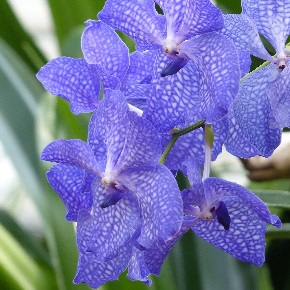 orchidée vanda