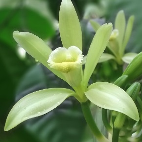 fleur orchidée vanille