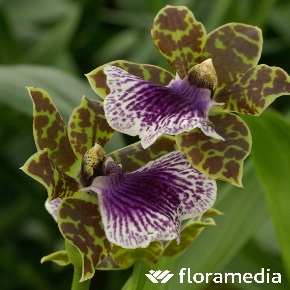 entretien orchidée zygopetalum