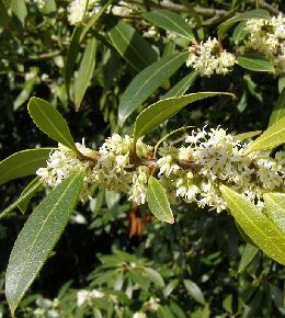 Osmanthe : plantation, entretien et taille