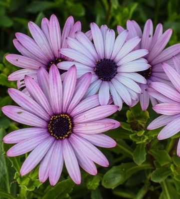 plantation osteospermum