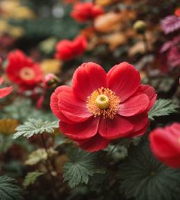 Gros plan sur une anémone du japon