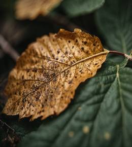 Feuille de plante avec des taches brun foncé indiquant une infestation d'anthracnose.