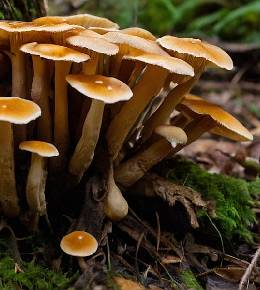 Armillaires couleur miel formant un cercle autour d'un tronc d'arbre en forêt