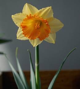 Narcisses jaunes en pot illuminant l'intérieur d'une maison.