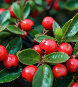 Gros plan sur un cotoneaster avec ses fruits rouges arrivé à maturité