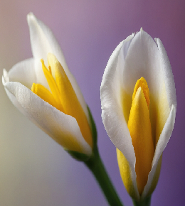 Magnifique fleur de freesia égayant leur milieu