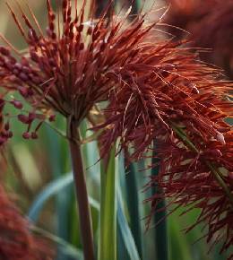  Haute silhouette du Miscanthus dans le jardin d'hiver, avec des inflorescences brun-rouge qui offrent un spectacle visuel riche.