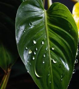 Un Philodendron erubescens imposant, avec ses feuilles aux nuances rougeâtres, apporte une touche d'exotisme à un salon aux tons naturels.