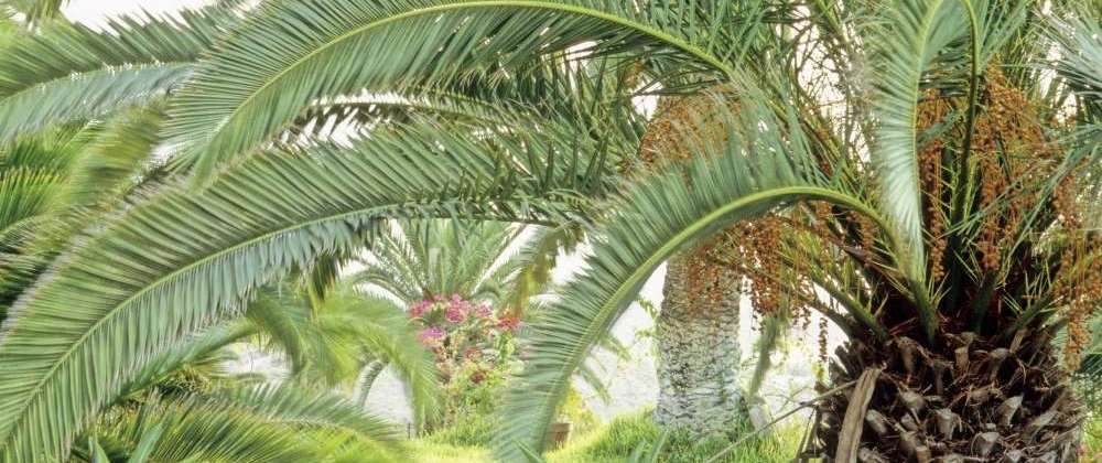 variétés palmier exterieur