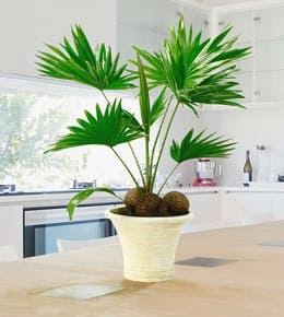 palmier d'intérieur