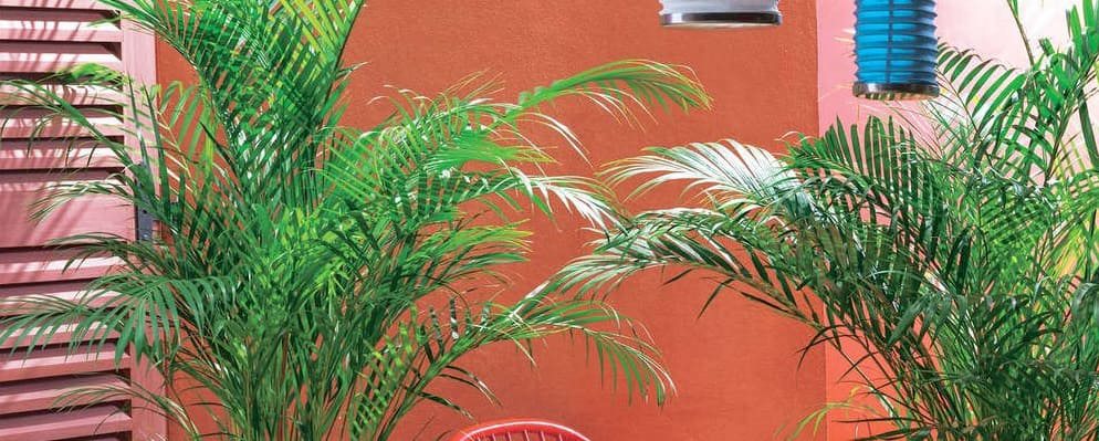 Areca : tout savoir sur ce palmier d'intérieur - Jardin23