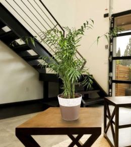 palmier nain interieur