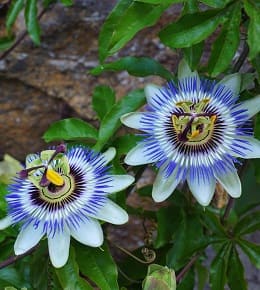 entretien passiflore