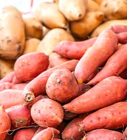 Patate douce : plantation, culture et récolte