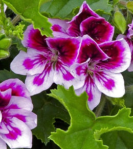 pelargonium grandiflora