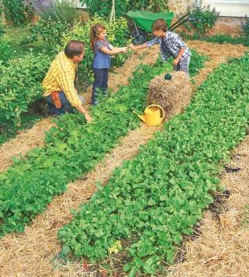 Permaculture planche plate