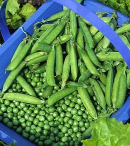 petit pois recolte