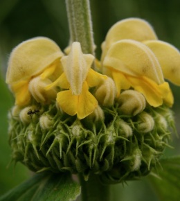 phlomis plante