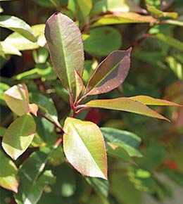 Photinia feuilles