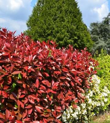 photinia