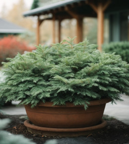 Focus sur un pot contenant un arbuste de la famille des conifères