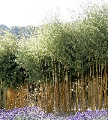 haie phyllostachys