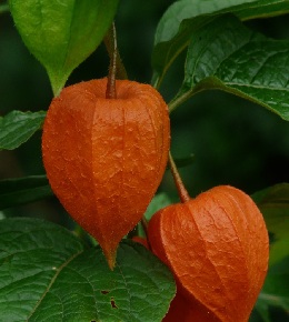 physalis plante