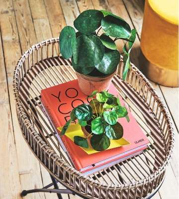 pilea en pot