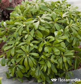 feuilles pittosporum tobira