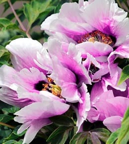 Paeonia suffruticosa 