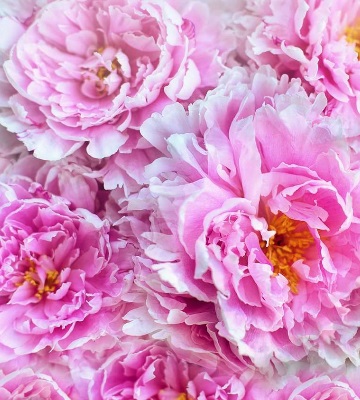 entretien pivoine herbacée