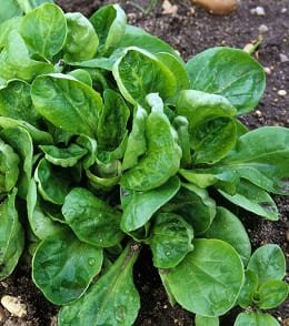 plant mâche