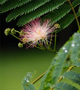 fleur albizia