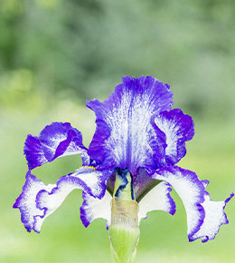 iris bleu
