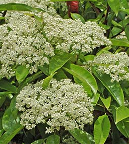 photinia fleurs
