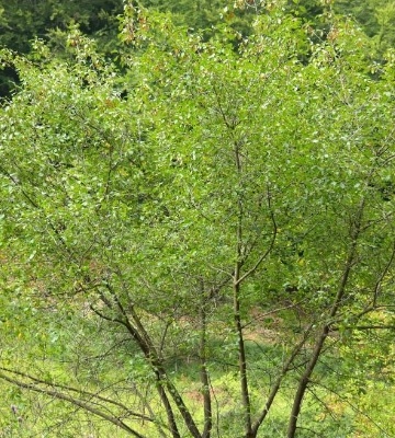 comment planter un arbuste