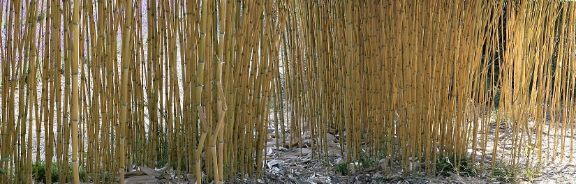 planter des bambous