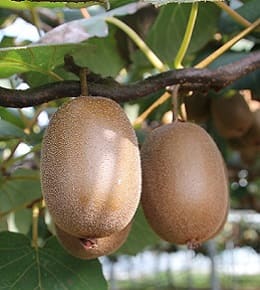 arbre du kiwi