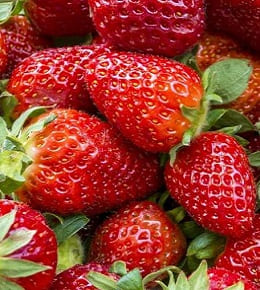 planter fraisiers