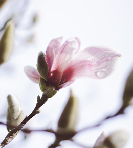 fleur magnolia