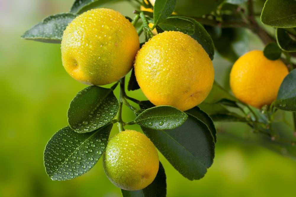 Arrosage du citronnier : fréquence, besoin et apport d'engrais