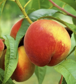 fruit peche