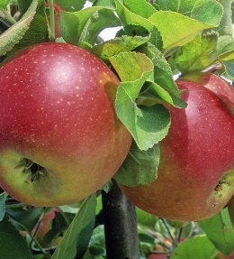 Fruits pommes