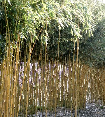 planter bambous