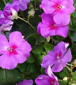 Les plantes annuelles : plantation et entretien