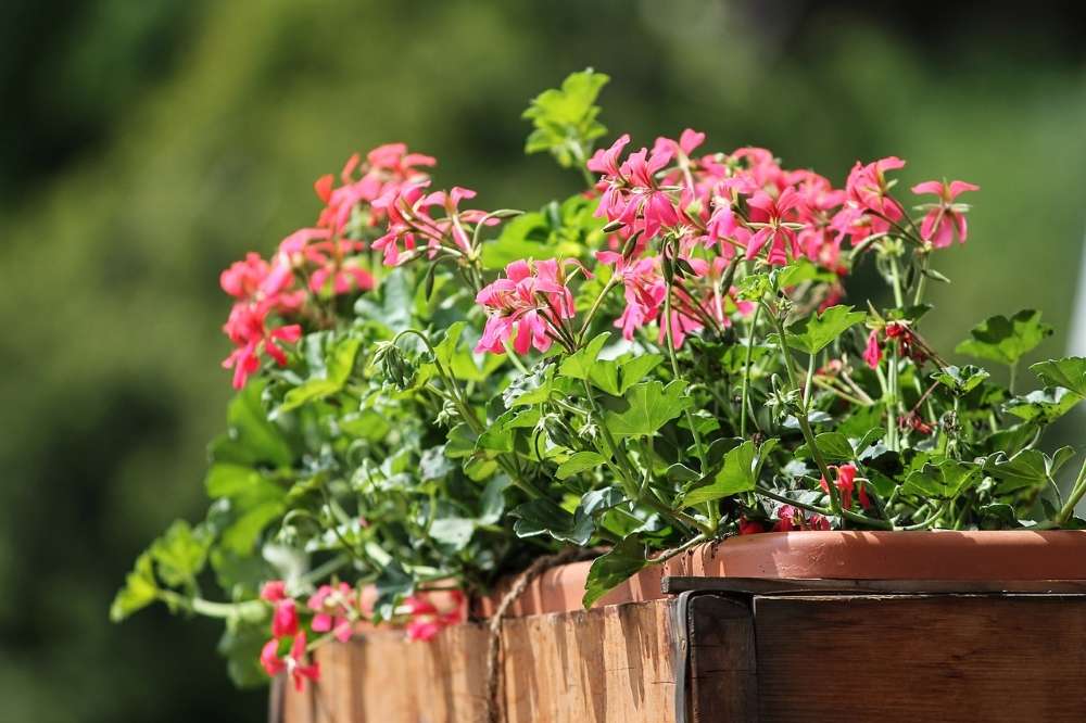 Plantes pour le balcon : les meilleures variétés pour l'hiver