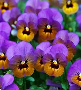 plantes bisannuelles primevères