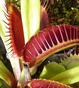 plantes carnivores
